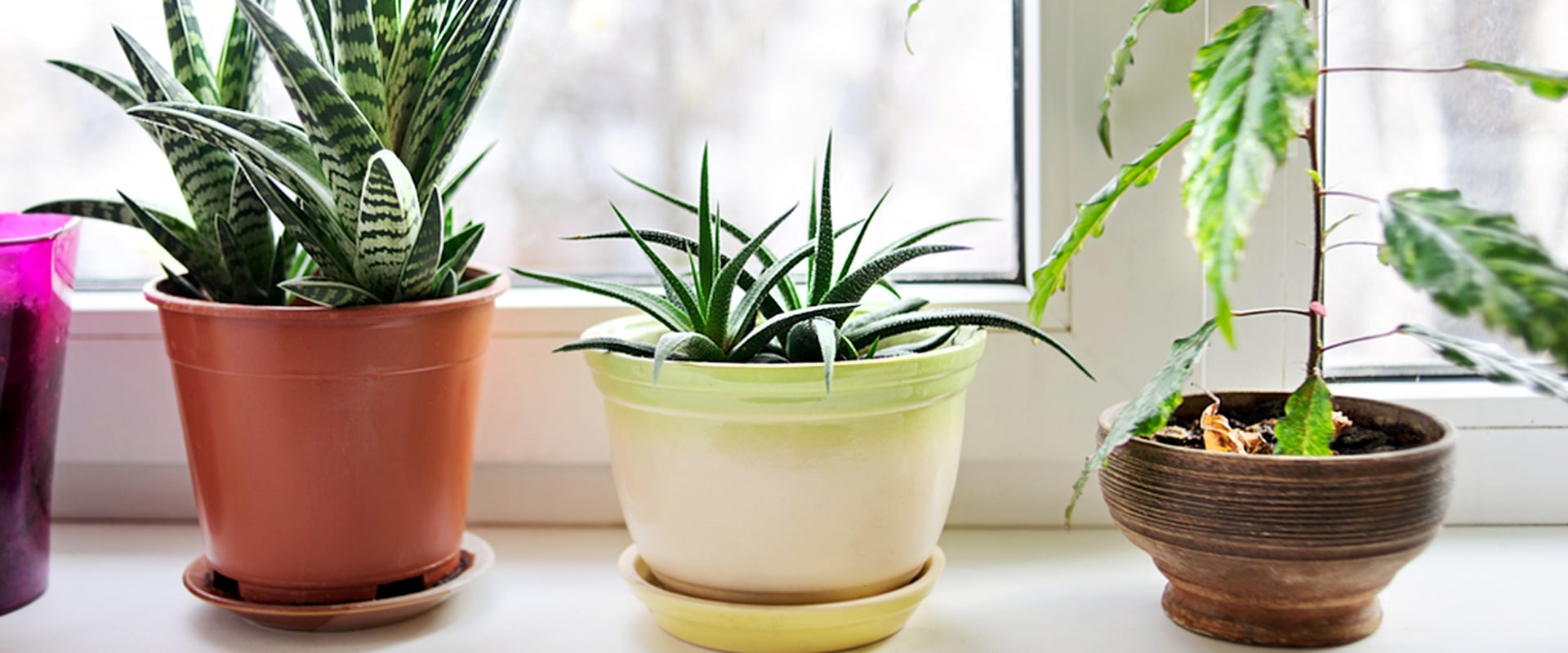 Air Purifying Plants: The Best Way to Improve Indoor Air Quality