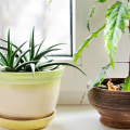 Air Purifying Plants: The Best Way to Improve Indoor Air Quality