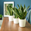 Which House Plant Purifies the Air the Most?