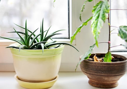 Air Purifying Plants: The Best Way to Improve Indoor Air Quality