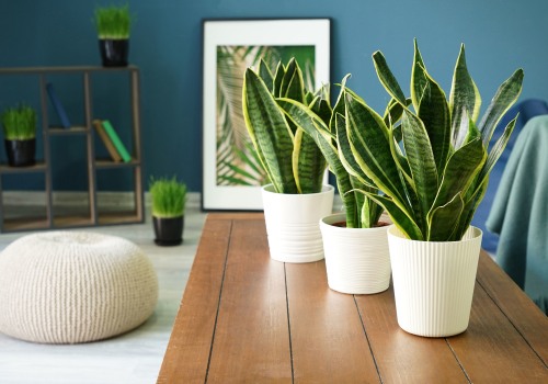 Which House Plant Purifies the Air the Most?